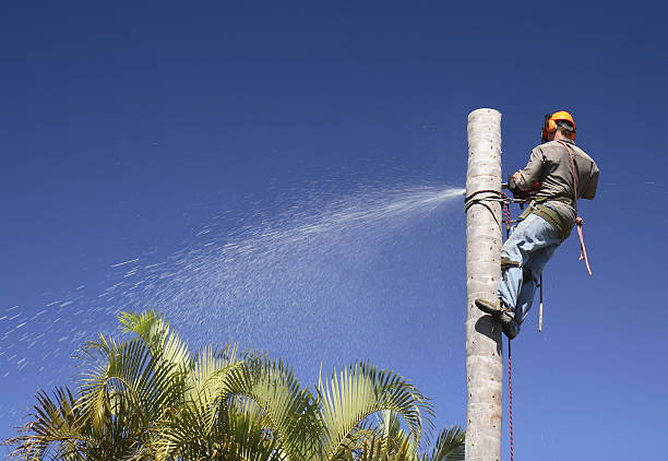 Best Leaf Removal  in Fletcher, NC