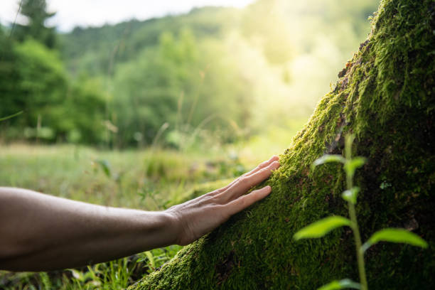 How Our Tree Care Process Works  in  Fletcher, NC